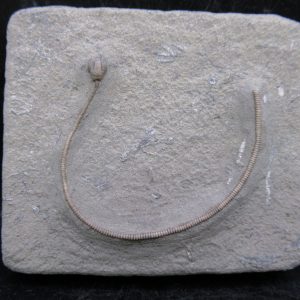 General Mississippian Age Crawfordsville Crinoid Fossils For Sale From Indiana #188