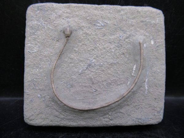 Indiana Mississippian Crawfordsville Crinoid 188 | Fossils for Sale
