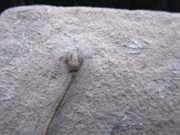 Indiana Mississippian Crawfordsville Crinoid 188a | Fossils for Sale