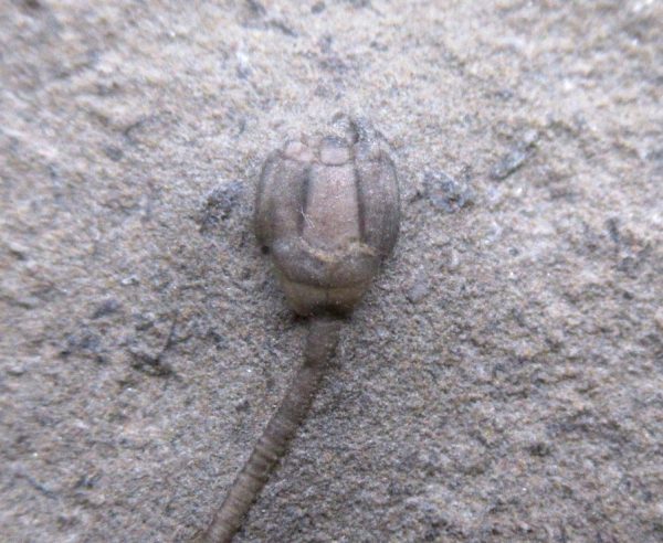 Indiana Mississippian Crawfordsville Crinoid 188b | Fossils for Sale