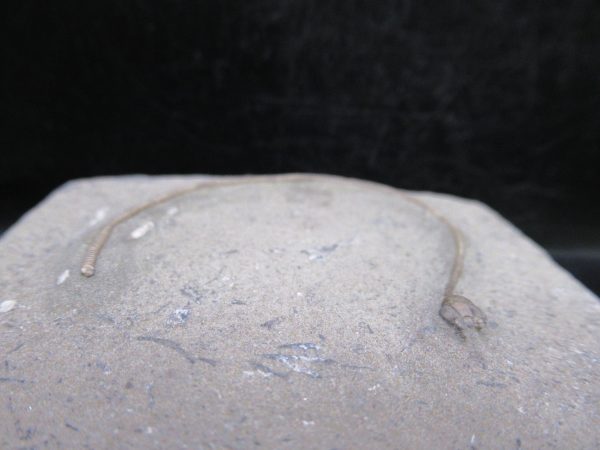 Indiana Mississippian Crawfordsville Crinoid 188c | Fossils for Sale