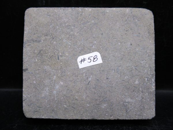 Indiana Mississippian Crawfordsville Crinoid 188d | Fossils for Sale