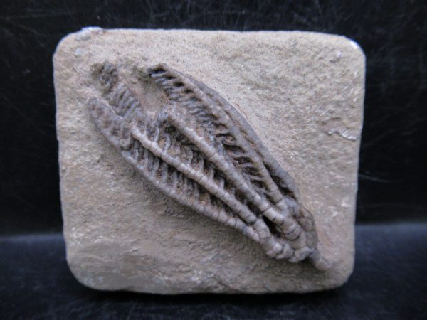 Indiana Mississippian Crawfordsville Crinoid 189 | Fossils for Sale