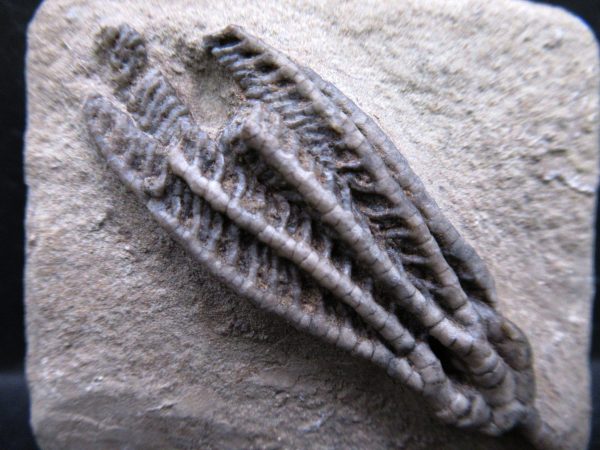 Indiana Mississippian Crawfordsville Crinoid 189a | Fossils for Sale