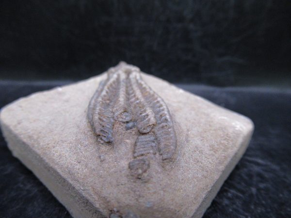 Indiana Mississippian Crawfordsville Crinoid 189b | Fossils for Sale