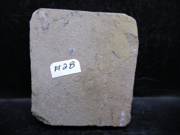 Indiana Mississippian Crawfordsville Crinoid 189c | Fossils for Sale