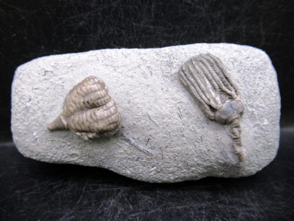 Indiana Mississippian Crawfordsville Crinoid 190 | Fossils for Sale