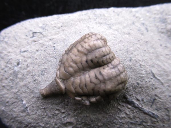 Indiana Mississippian Crawfordsville Crinoid 190a | Fossils for Sale