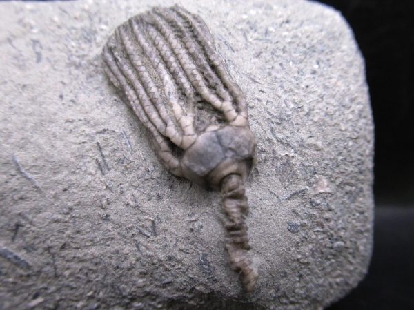 Indiana Mississippian Crawfordsville Crinoid 190b | Fossils for Sale