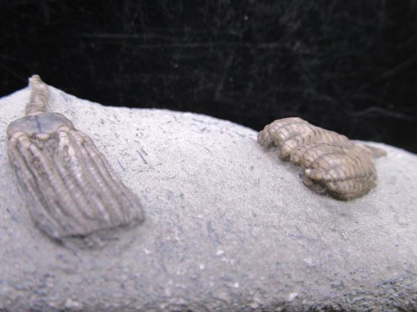 Indiana Mississippian Crawfordsville Crinoid 190c | Fossils for Sale