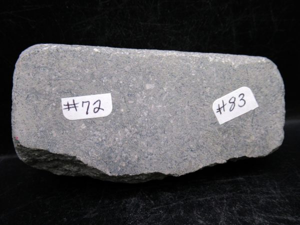 Indiana Mississippian Crawfordsville Crinoid 190d | Fossils for Sale