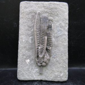 General Mississippian Age Crawfordsville Crinoid Fossils For Sale From Indiana #191