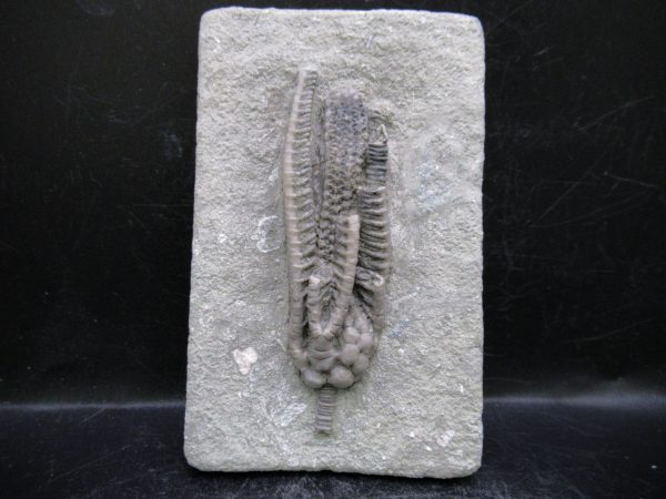 Indiana Mississippian Crawfordsville Crinoid 191 | Fossils for Sale