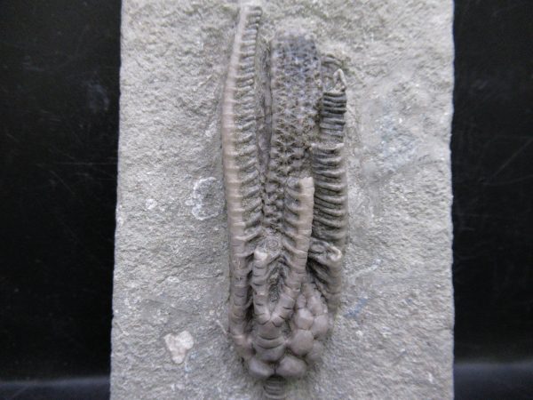 Indiana Mississippian Crawfordsville Crinoid 191a | Fossils for Sale