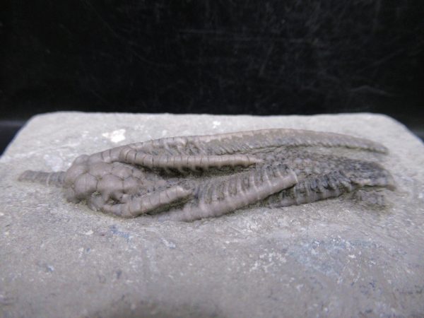 Indiana Mississippian Crawfordsville Crinoid 191b | Fossils for Sale