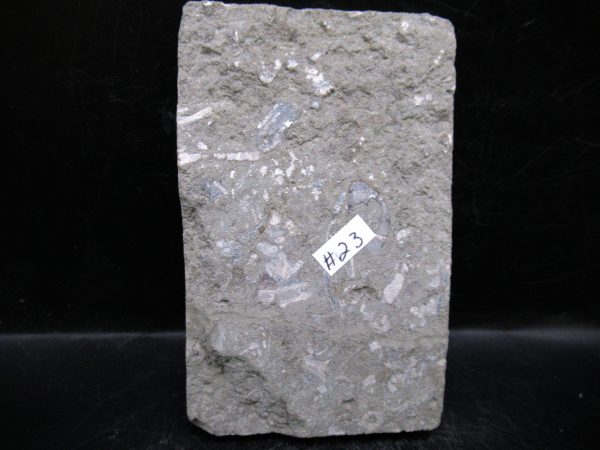 Indiana Mississippian Crawfordsville Crinoid 191c | Fossils for Sale