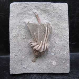 General Mississippian Age Crawfordsville Crinoid Fossils For Sale From Indiana #192