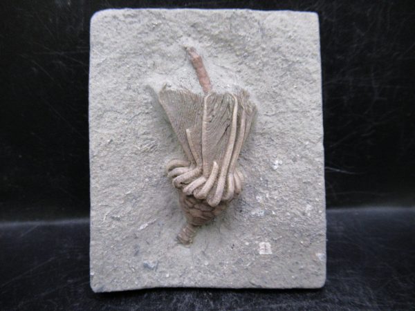 Indiana Mississippian Crawfordsville Crinoid 192 | Fossils for Sale
