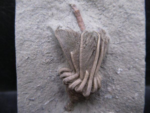 Indiana Mississippian Crawfordsville Crinoid 192a | Fossils for Sale