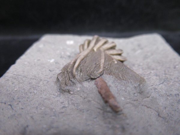 Indiana Mississippian Crawfordsville Crinoid 192c | Fossils for Sale