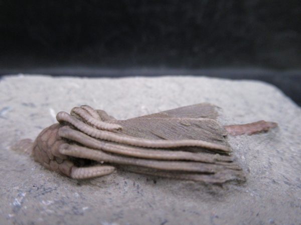 Indiana Mississippian Crawfordsville Crinoid 192d | Fossils for Sale