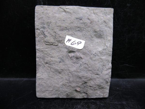 Indiana Mississippian Crawfordsville Crinoid 192e | Fossils for Sale