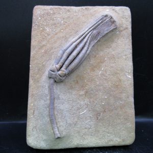 General Mississippian Age Crawfordsville Crinoid Fossils For Sale From Indiana #193