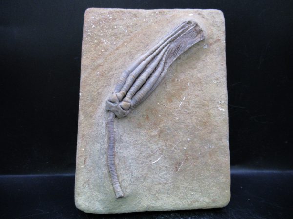 Indiana Mississippian Crawfordsville Crinoid 193 | Fossils for Sale