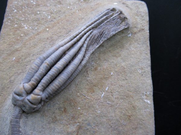 Indiana Mississippian Crawfordsville Crinoid 193a | Fossils for Sale