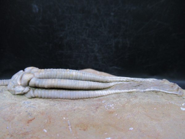 Indiana Mississippian Crawfordsville Crinoid 193c | Fossils for Sale