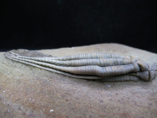 Indiana Mississippian Crawfordsville Crinoid 193d | Fossils for Sale