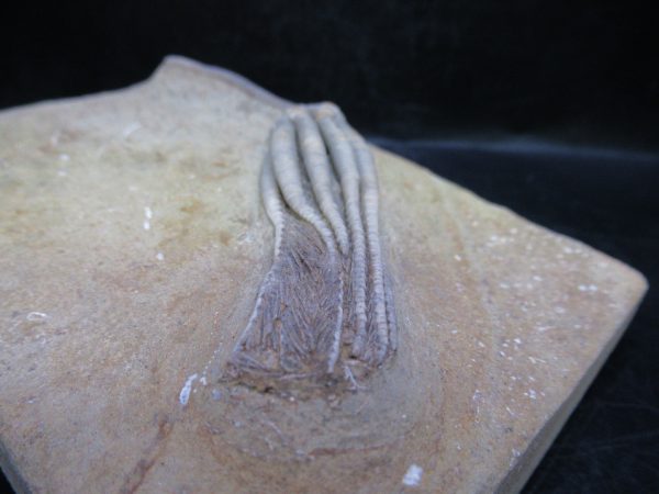 Indiana Mississippian Crawfordsville Crinoid 193e | Fossils for Sale