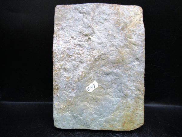 Indiana Mississippian Crawfordsville Crinoid 193f | Fossils for Sale