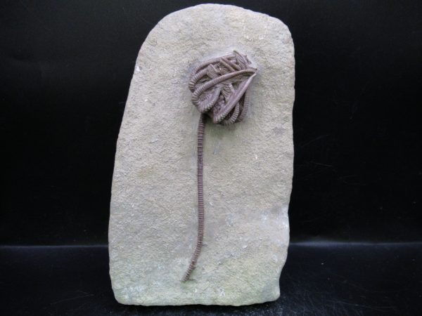 Indiana Mississippian Crawfordsville Crinoid 194 | Fossils for Sale