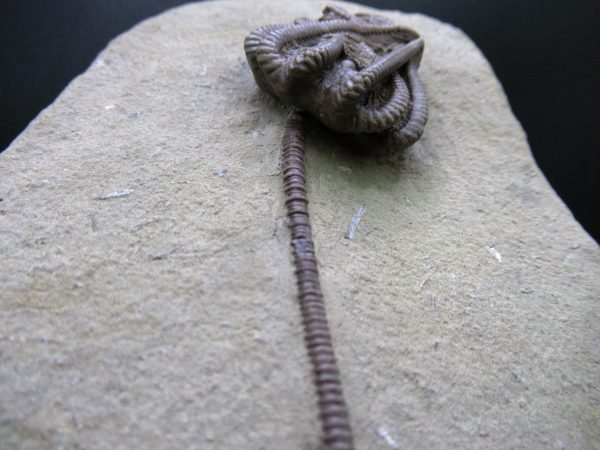 Indiana Mississippian Crawfordsville Crinoid 194b | Fossils for Sale