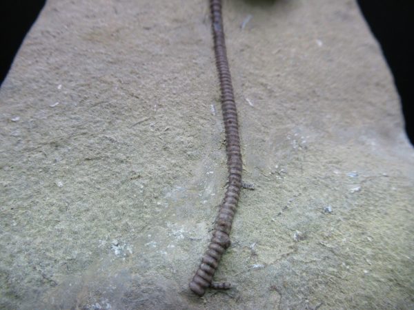 Indiana Mississippian Crawfordsville Crinoid 194c | Fossils for Sale