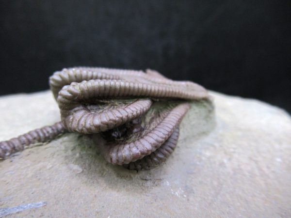Indiana Mississippian Crawfordsville Crinoid 194d | Fossils for Sale