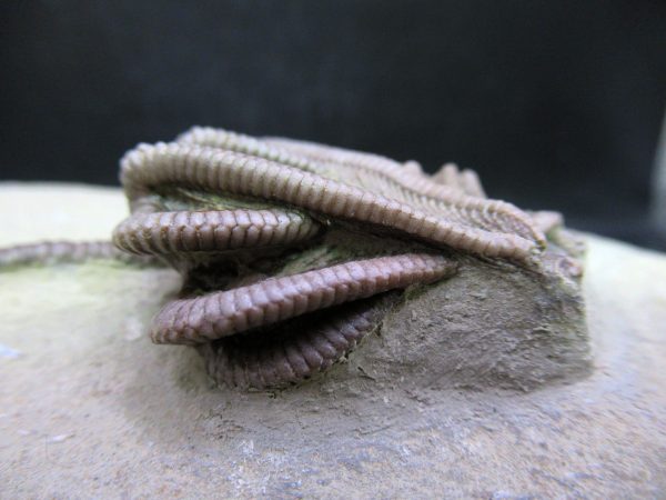 Indiana Mississippian Crawfordsville Crinoid 194e | Fossils for Sale