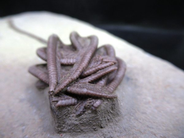 Indiana Mississippian Crawfordsville Crinoid 194f | Fossils for Sale