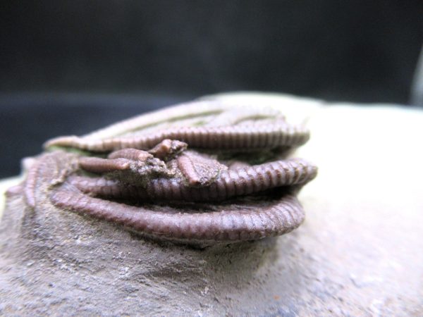 Indiana Mississippian Crawfordsville Crinoid 194g | Fossils for Sale
