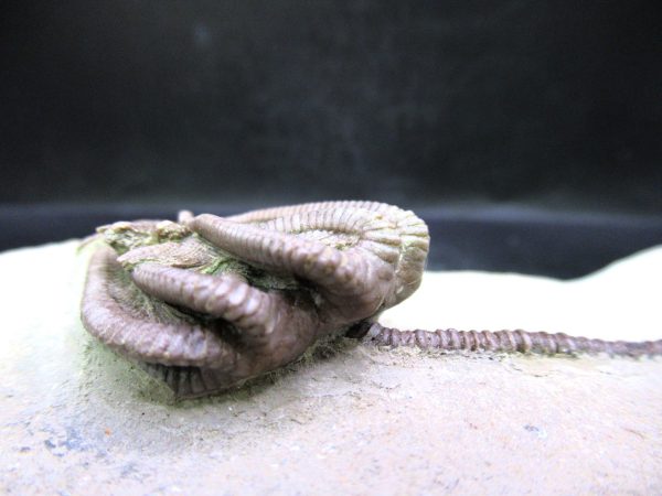 Indiana Mississippian Crawfordsville Crinoid 194h | Fossils for Sale