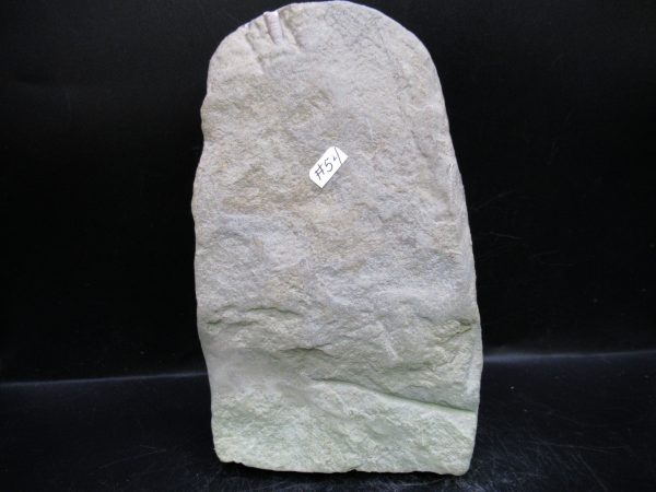 Indiana Mississippian Crawfordsville Crinoid 194i | Fossils for Sale
