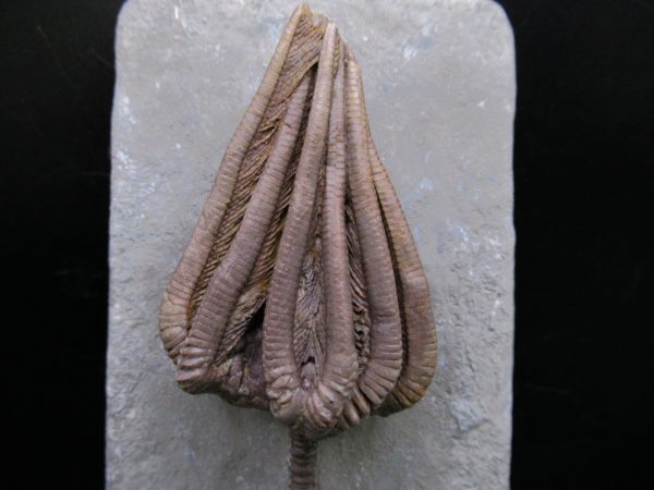 Indiana Mississippian Crawfordsville Crinoid 195a | Fossils for Sale