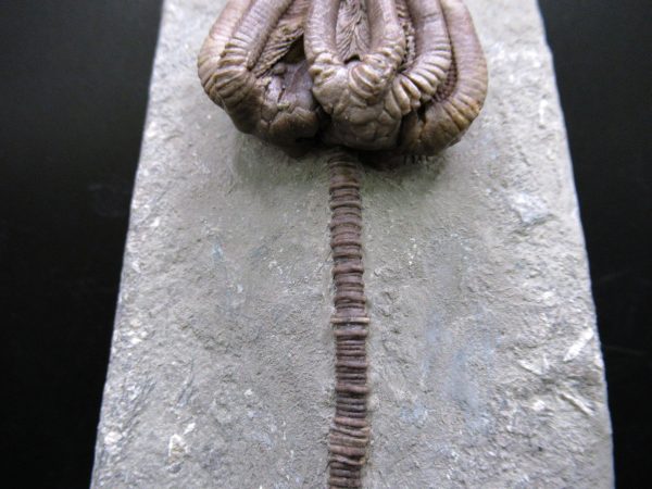 Indiana Mississippian Crawfordsville Crinoid 195b | Fossils for Sale