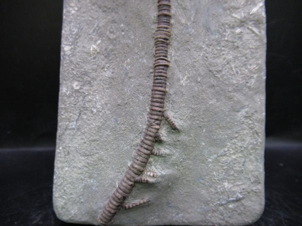 Indiana Mississippian Crawfordsville Crinoid 195c | Fossils for Sale