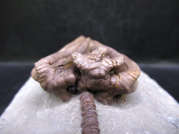 Indiana Mississippian Crawfordsville Crinoid 195d | Fossils for Sale