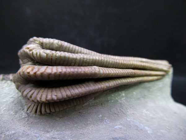 Indiana Mississippian Crawfordsville Crinoid 195e | Fossils for Sale