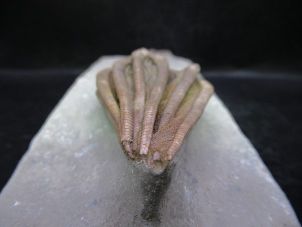 Indiana Mississippian Crawfordsville Crinoid 195f | Fossils for Sale