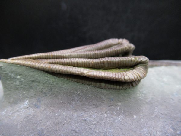 Indiana Mississippian Crawfordsville Crinoid 195g | Fossils for Sale