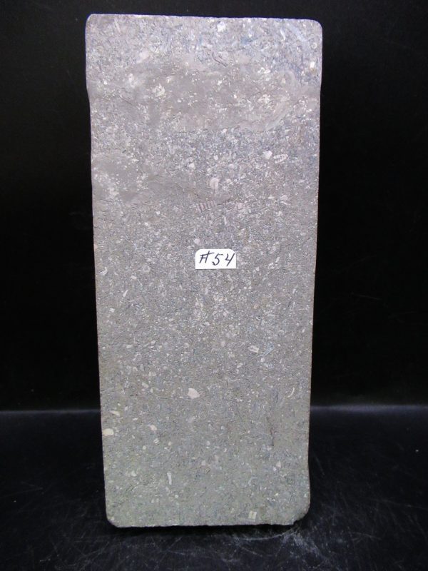 Indiana Mississippian Crawfordsville Crinoid 195h | Fossils for Sale